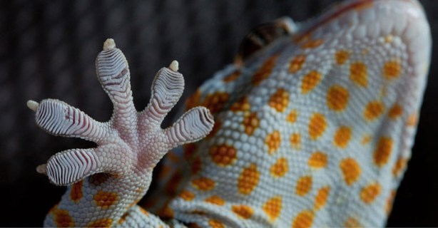 gecko1